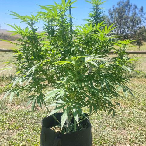 White Widow CBD (Outdoors) growlog timeline photo