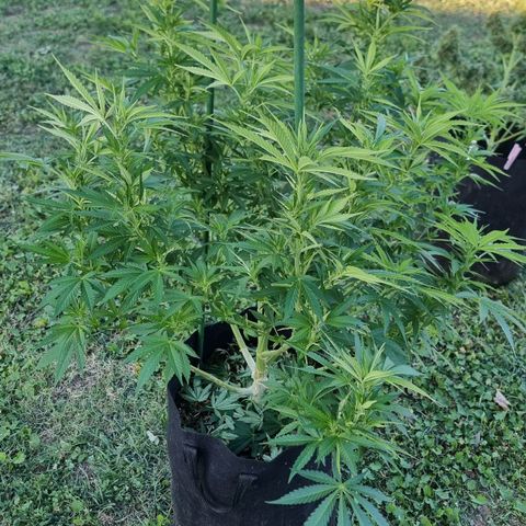 White Widow CBD (Outdoors) growlog timeline photo