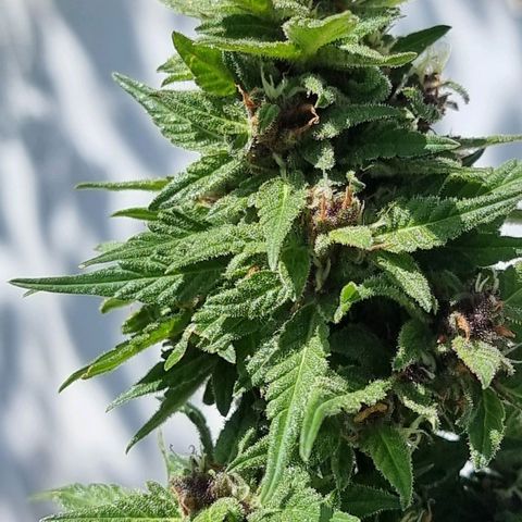 White Widow CBD (Outdoors) growlog timeline photo