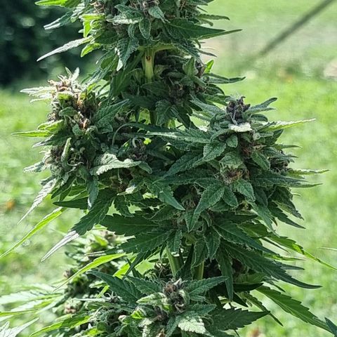 White Widow CBD (Outdoors) growlog timeline photo
