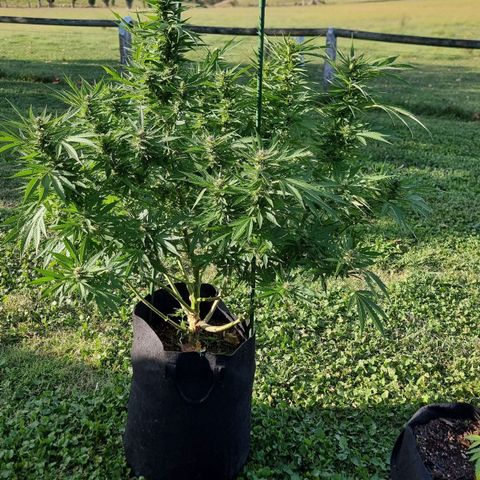 White Widow CBD (Outdoors) growlog timeline photo