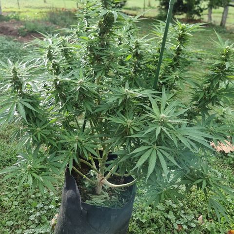 White Widow CBD (Outdoors) growlog timeline photo