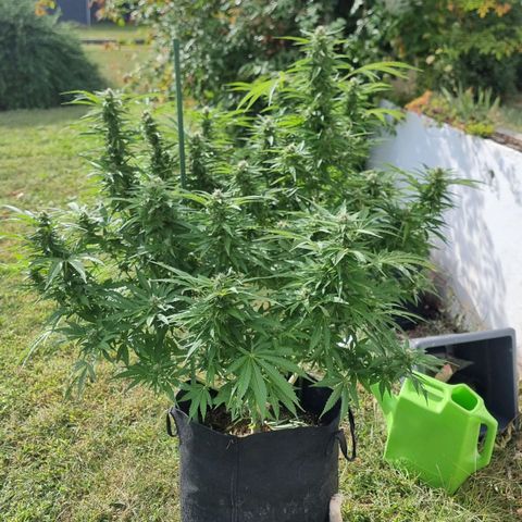 White Widow CBD (Outdoors) growlog timeline photo