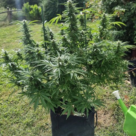 White Widow CBD (Outdoors) growlog timeline photo