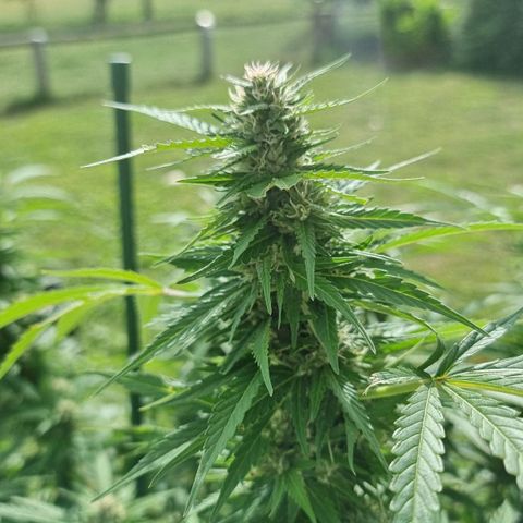 White Widow CBD (Outdoors) growlog timeline photo
