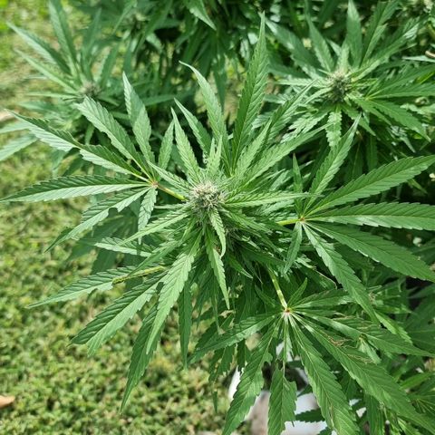 White Widow CBD (Outdoors) growlog timeline photo