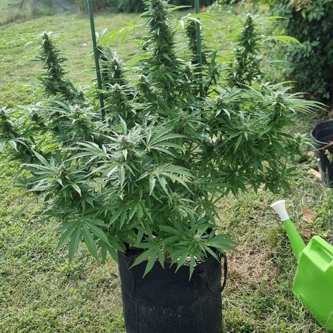 White Widow CBD (Outdoors) growlog timeline photo