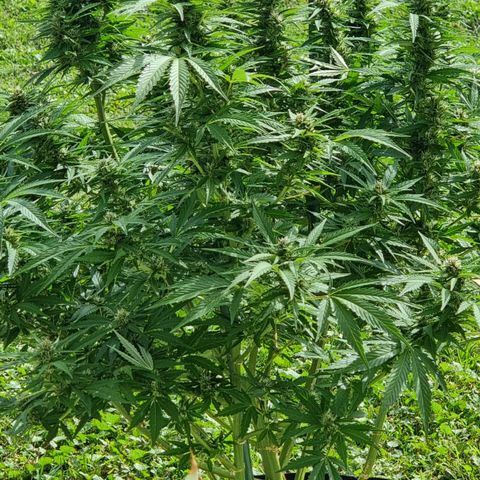 White Widow CBD (Outdoors) growlog timeline photo