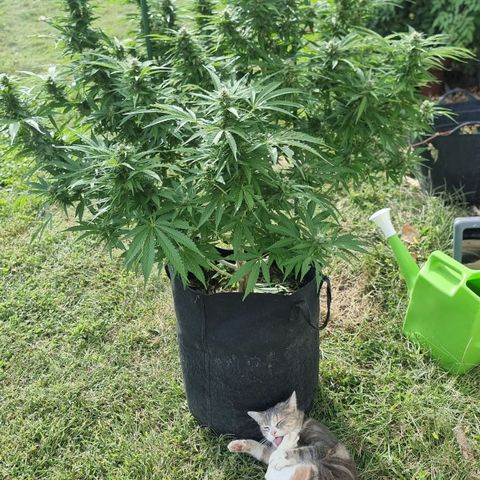 White Widow CBD (Outdoors) growlog timeline photo