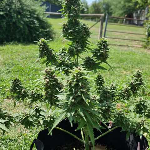 White Widow CBD (Outdoors) growlog timeline photo