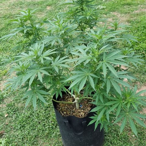 White Widow CBD (Outdoors) growlog timeline photo