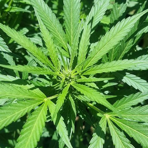 White Widow CBD (Outdoors) growlog timeline photo