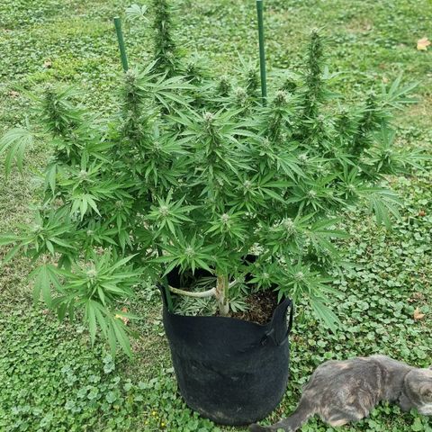 White Widow CBD (Outdoors) growlog timeline photo