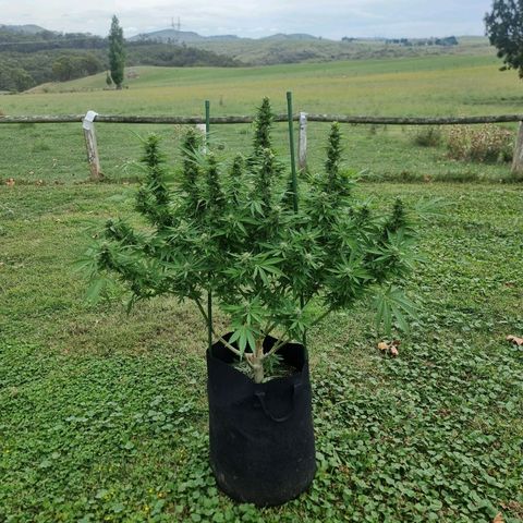 White Widow CBD (Outdoors) growlog timeline photo