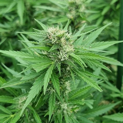 White Widow CBD (Outdoors) growlog timeline photo