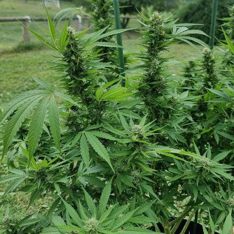 White Widow CBD (Outdoors) growlog timeline photo