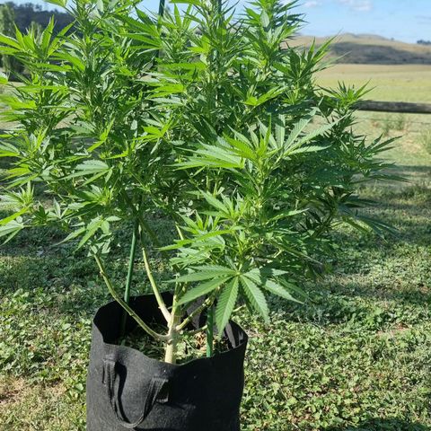 White Widow CBD (Outdoors) growlog timeline photo