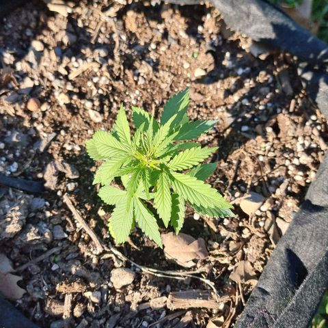 White Widow CBD (Outdoors) growlog timeline photo