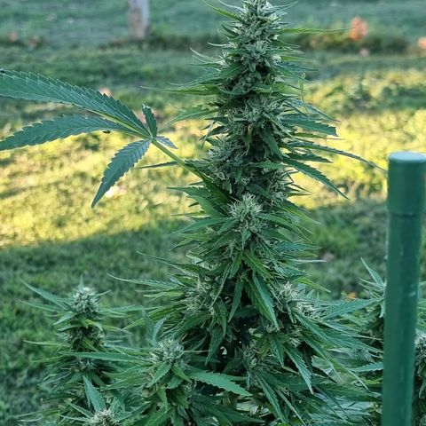 White Widow CBD (Outdoors) growlog timeline photo