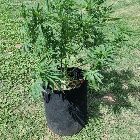 White Widow CBD (Outdoors) growlog timeline photo
