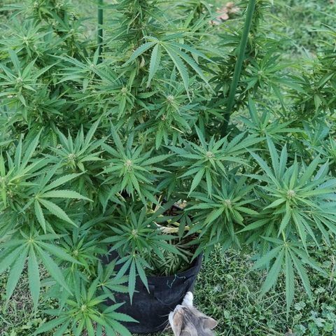 White Widow CBD (Outdoors) growlog timeline photo