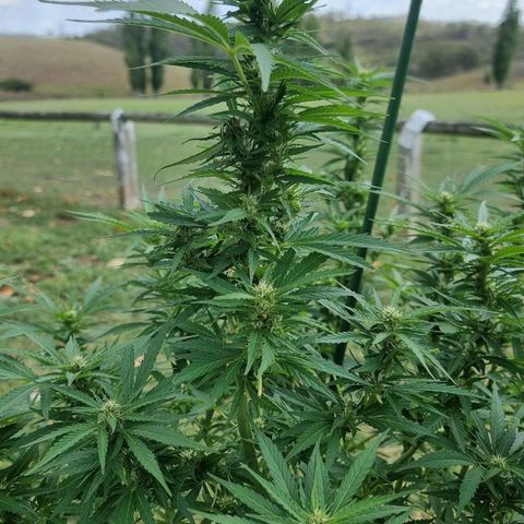 White Widow CBD (Outdoors) growlog timeline photo