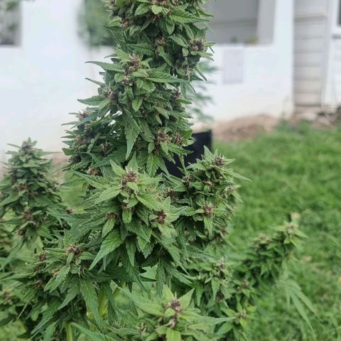 White Widow CBD (Outdoors) growlog timeline photo