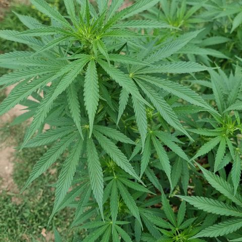 White Widow CBD (Outdoors) growlog timeline photo