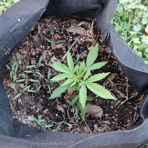 White Widow CBD (Outdoors) growlog timeline photo