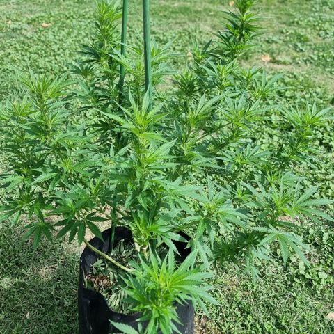 White Widow CBD (Outdoors) growlog timeline photo