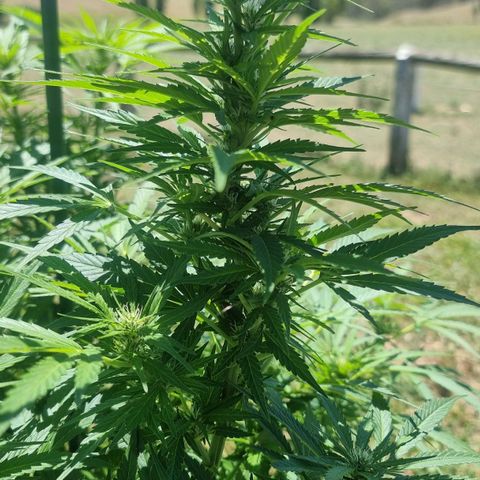 White Widow CBD (Outdoors) growlog timeline photo