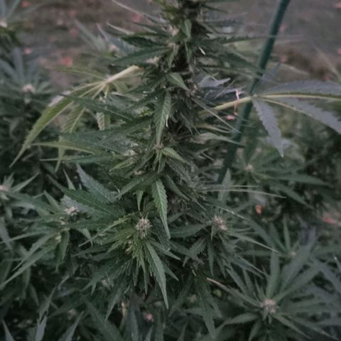 White Widow CBD (Outdoors) growlog timeline photo
