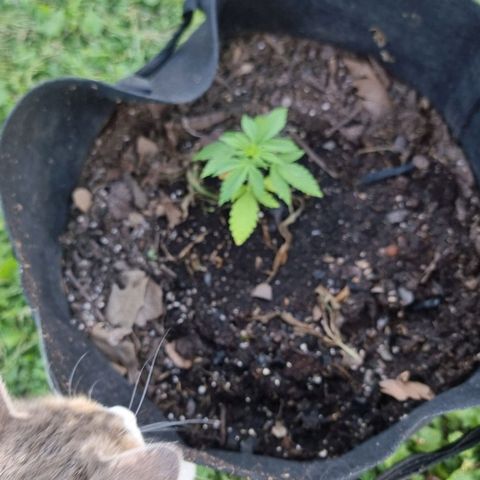 White Widow CBD (Outdoors) growlog timeline photo
