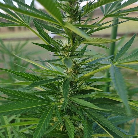 White Widow CBD (Outdoors) growlog timeline photo