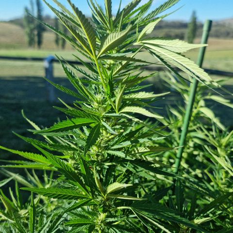 White Widow CBD (Outdoors) growlog timeline photo