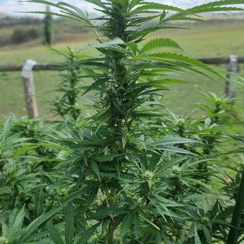 White Widow CBD (Outdoors) growlog timeline photo