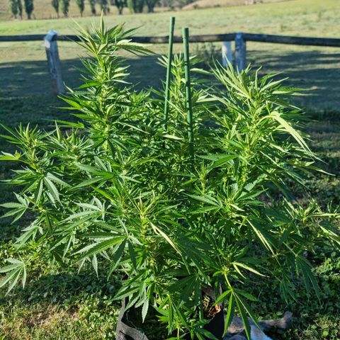 White Widow CBD (Outdoors) growlog timeline photo