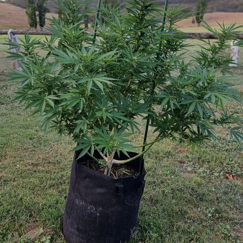 White Widow CBD (Outdoors) growlog timeline photo