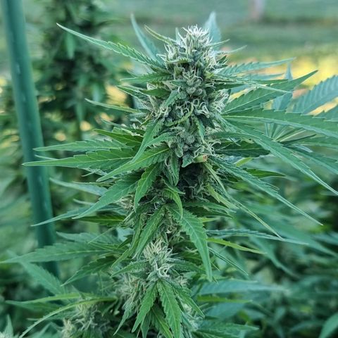 White Widow CBD (Outdoors) growlog timeline photo