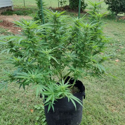 White Widow CBD (Outdoors) growlog timeline photo