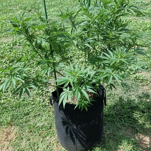 White Widow CBD (Outdoors) growlog timeline photo