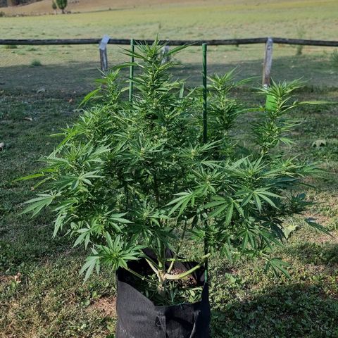 White Widow CBD (Outdoors) growlog timeline photo