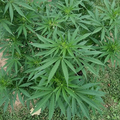 White Widow CBD (Outdoors) growlog timeline photo