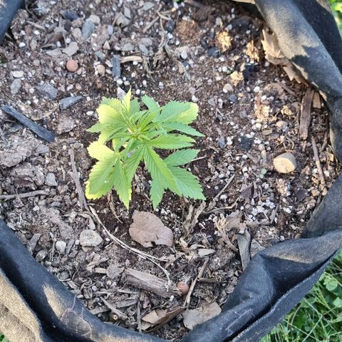 White Widow CBD (Outdoors) growlog timeline photo