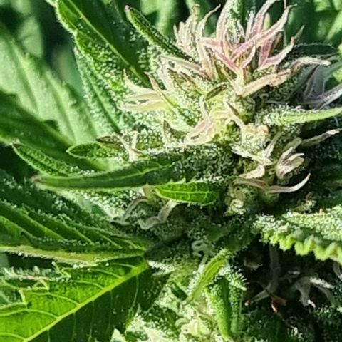 White Widow CBD (Outdoors) growlog timeline photo