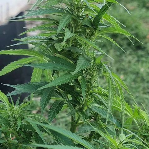 White Widow CBD (Outdoors) growlog timeline photo