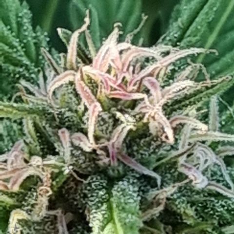 White Widow CBD (Outdoors) growlog timeline photo