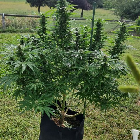 White Widow CBD (Outdoors) growlog timeline photo