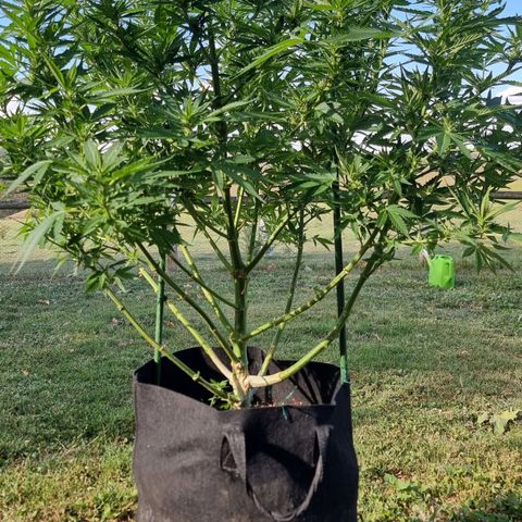 White Widow CBD (Outdoors) growlog timeline photo