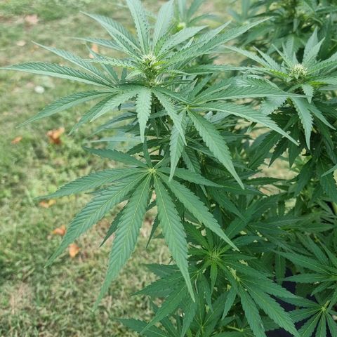White Widow CBD (Outdoors) growlog timeline photo